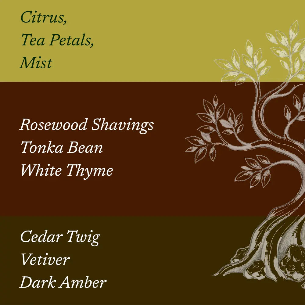Amber Rosewood scent notes with rosewood tree illustration